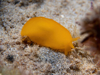 Portraif of a little Berthellina edwardsii. Orange nudibranch eating seagrass