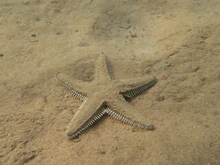 Macro photo of a Astropecten bispinosus hidding on the sea sand, Mediterranean brown starfish