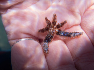 Small Coscinasterias tenuispina on the hand of a woman, small brown seastar