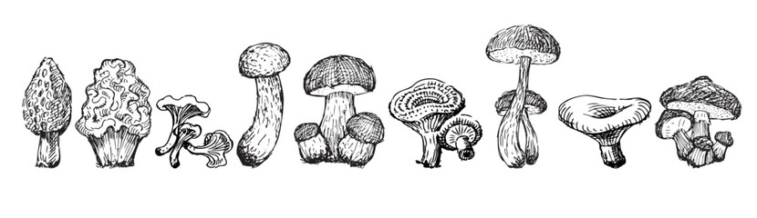 Set of hand drawings of various edible boletus mushrooms, chanterelles, russula, honey mushrooms, milk mushrooms, boletus isolated on white - obrazy, fototapety, plakaty
