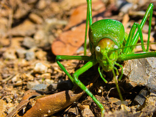 Macro photo of a green cricket walking in the floor. Close up view of a big grasshopper