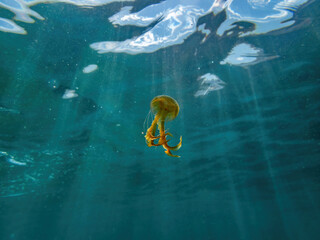 Cute Pelagia noctiluca swimming in the sea shore, small jellyfish with an ocean background