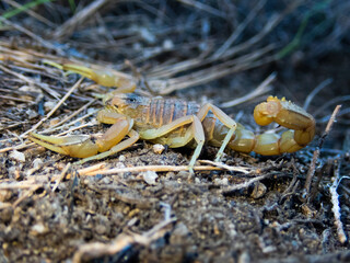 Side view of a cute yellow scorpion, Portrait of a Buthus occitanus