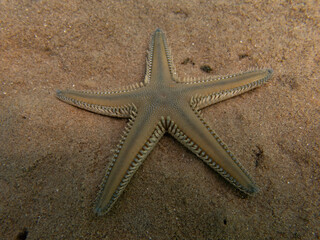 Macro photo of a brown starfish, cute Astropecten bispinosus over the sea shore