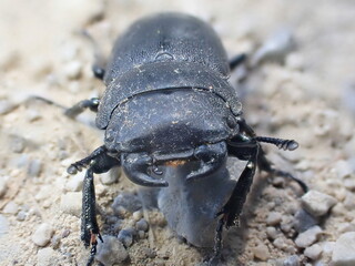 Front view of a cute black beetle smiling. Face of a black beetle