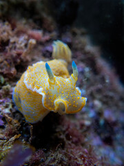 Front view a yellow, blue spotted nudibranch, macro photo of a Felimare picta