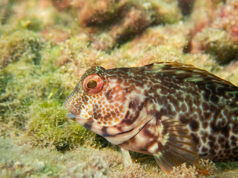 Side view of a Parablennius pilicornis over the sea rocks, blennidae fish with green algae