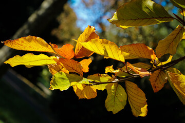 Herbstblätter im Gegenlicht