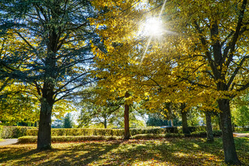 Herbstlicher Park mit Sonnenstern