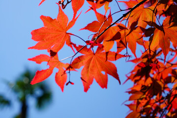日本楓の赤い若葉