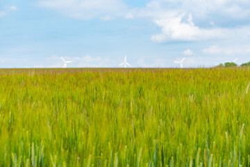 wind turbines in field of wheat and sky 
