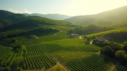Fototapeta na wymiar Vineyard plantation. Growing grapes in Italy, France, Spain. Sunny day, grape bushes, mountains and clean air. Sunny Splendor