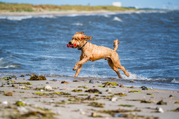 golden doodle running on the beach