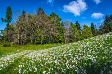 Blooming white daffodil flowers on the green fields in Slovenia