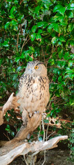 The eagle owl (Bubo bubo) sitting on a branch