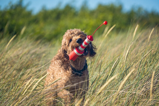 golden doodle playing with toy in high grass