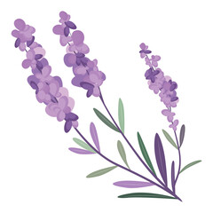 Bunch of lavender flowers on a white background