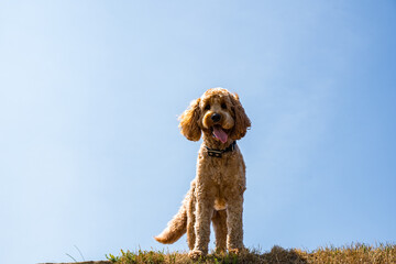 closeup panorama panorama shot of golden doodle