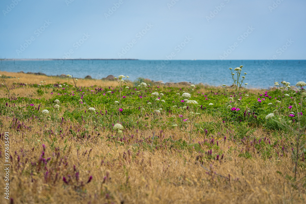 Wall mural wild flower field at the esa