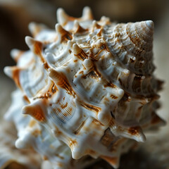 sea shell on white background, Ocean Life, Nature