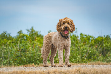 happy dog in the country field