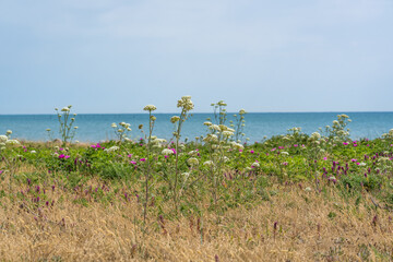 flower field in the summer
