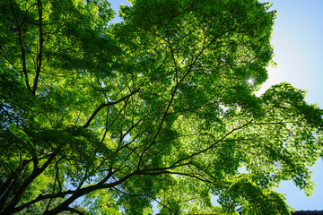 日本楓の新緑