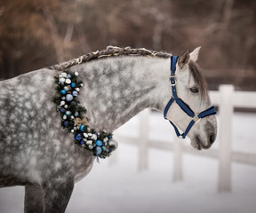 Handsome young stallion with Christmas wreath - 697638400