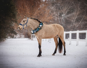 Handsome young stallion with Christmas wreath - 697638406