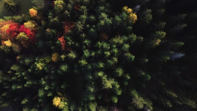 Aerial drone view over autumn forest of the Carpathian mountains.Colorful trees in the wood