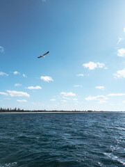 Seagull Mid-Flight by the Sea