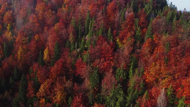 Aerial drone view over autumn forest of the Carpathian mountains.Colorful trees in the wood