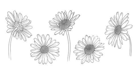 chamomile chrysanthemum and daisy back view in monochrome vector style, vector illustration for coloring book - obrazy, fototapety, plakaty