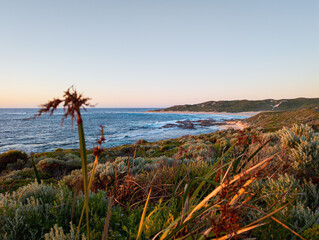 Flowers at Sunset, Margaret River Mouth
