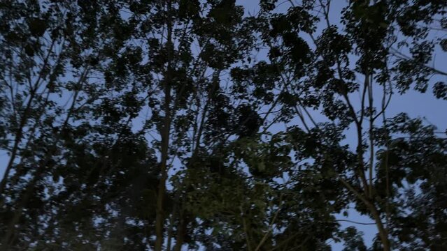 Silhouette Trees On Dark Sky Backgrounds. Bueng Kan, Thailand. 9Nov2023