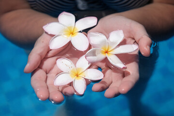 Young woman in the pool with flowers of plumeria (frangipani) on sunny day. Bali, Indonesia.