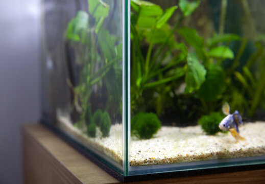 Eingerichtetes Aquarium mit Fokus auf Glasbecken