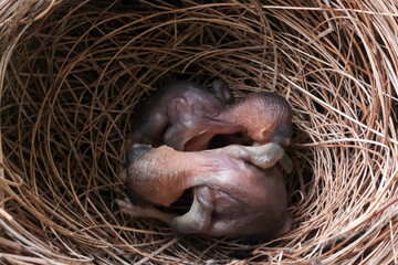 Newly hatched baby birds of bulbul in the nest. Bali, Indonesia.