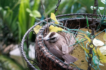 Bulbul in a nest entwined in a pot with an artificial plant. Bali, Indonesia.