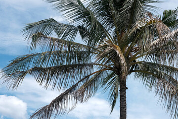 View of a palm on the background of blue sky covered with clouds. Bali, Indonesia.