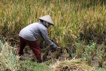 Balinese peasant woman harvests rice in a rice field on sunny day. Bali, Indonesia