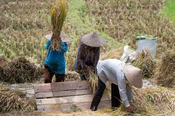 Balinese peasant women thrash rice in a rice field. Bali, Indonesia.