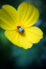 a ladybug close to yellow flower in a colorful background in an odd pattern, in the style of dark yellow and light aquamarine created with Generative Ai