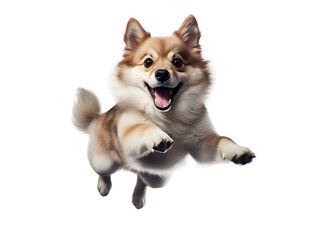 Material of a happy dog running and leaping, white background