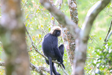 Nilgiri Langur in Gavi forest. Save animal concept. Wild animal portrait for cover page. Jungle theme.