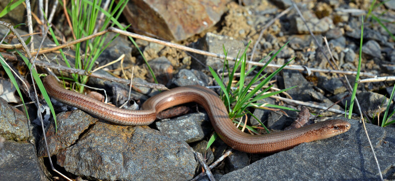 Westliche Blindschleiche // Slow Worm (Anguis fragilis) 