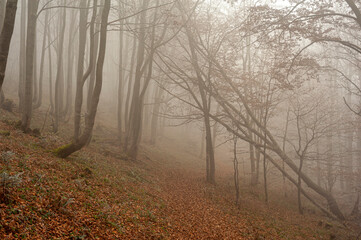Autumn misty forest 