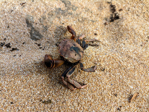 Crabs with only shells on the beach
