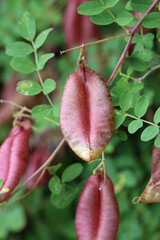 Bladder senna plant seed pods in close up