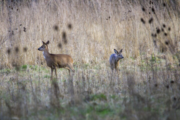 Zwei Rehe im hohen Gras